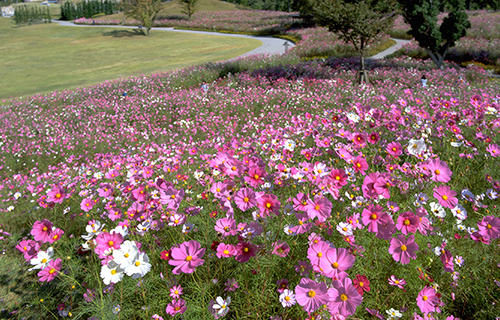image:Sanuki Manno Park